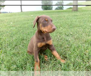 Doberman Pinscher Puppy for sale in CHATSWORTH, GA, USA