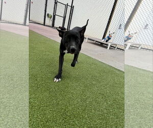 Jessi *Arriving 2/20* - Female Jack Russell Terrier-Labrador Retriever Mix Dog for Adoption - Photo #6