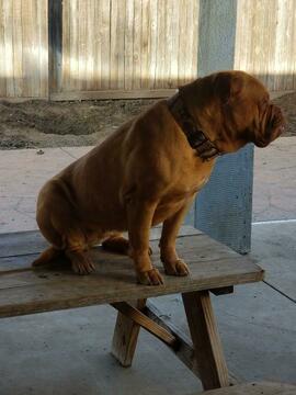 Medium Photo #9 Dogue de Bordeaux Puppy For Sale in DIABLO GRANDE, CA, USA