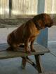 Small Photo #9 Dogue de Bordeaux Puppy For Sale in DIABLO GRANDE, CA, USA