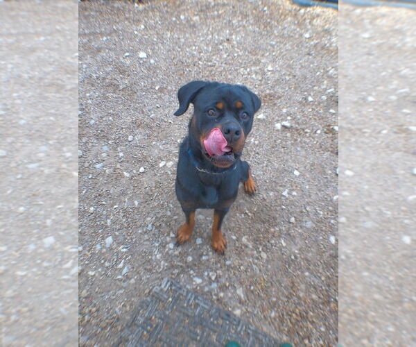 Medium Photo #5 Rottweiler Puppy For Sale in Foristell, MO, USA