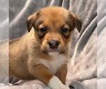 Small #3 Colonial Cocker Spaniel Mix