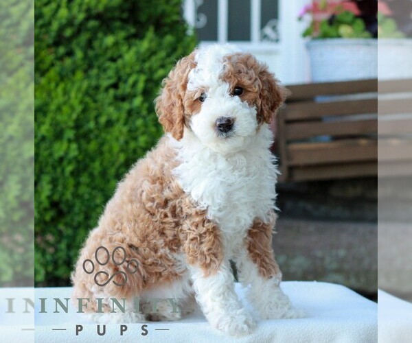 Medium Photo #3 Goldendoodle (Miniature) Puppy For Sale in LITITZ, PA, USA