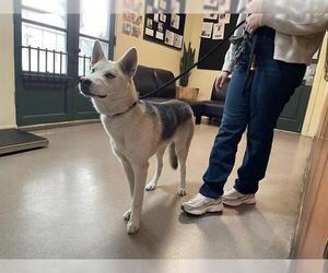 Gerberian Shepsky Dogs for adoption in Pasadena, CA, USA