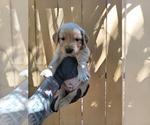 Puppy Dark Blue Golden Retriever