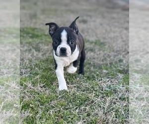 Boston Terrier Puppy for sale in WASHBURN, MO, USA