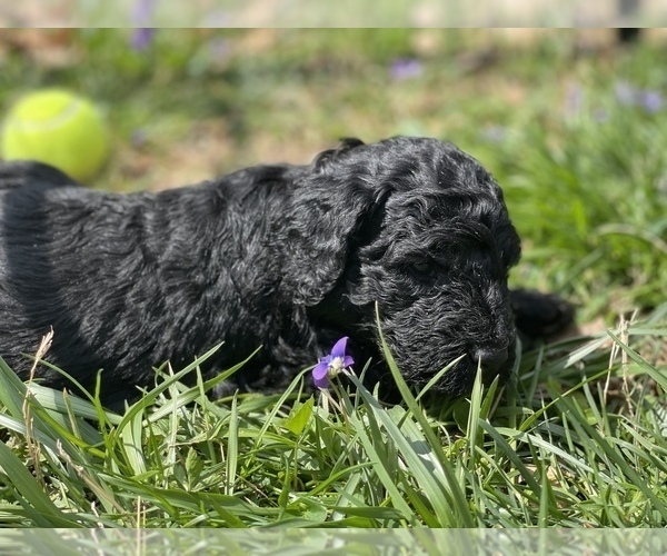 Medium Photo #6 Goldendoodle Puppy For Sale in LOTHIAN, MD, USA