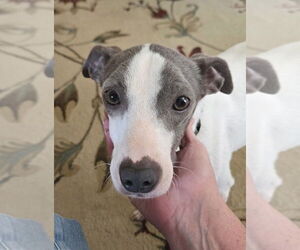 Unknown-Whippet Mix Dogs for adoption in Greenbelt, MD, USA