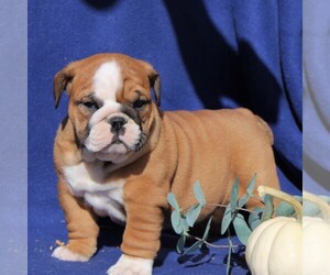 English Bulldog Puppy for sale in NEW HOLLAND, PA, USA