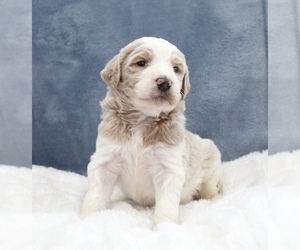 Goldendoodle Puppy for sale in CHERRY CREEK, NY, USA