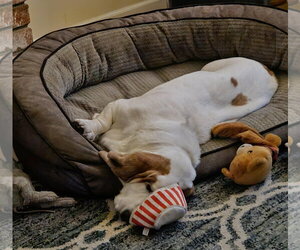 Buzz - Male Basset Hound Dog for Adoption - Photo #3