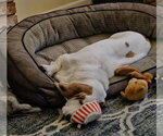 Small #2 Basset Hound