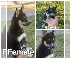 --German Shepherd Dog Mix Puppy for sale in NORWALK, CA, USA