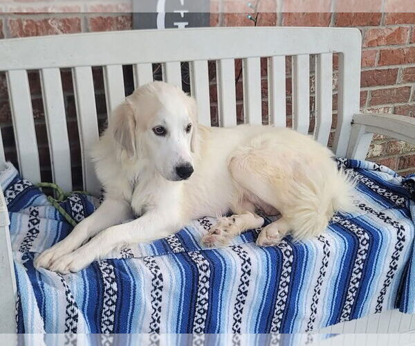 Medium Photo #6 Great Pyrenees Puppy For Sale in Spring, TX, USA