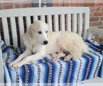 Small #5 Great Pyrenees