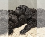 Small Photo #1 Poodle (Standard) Puppy For Sale in SHORELINE, WA, USA