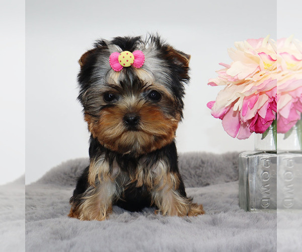 Medium Photo #2 Yorkshire Terrier Puppy For Sale in LOS ANGELES, CA, USA