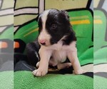 Puppy Kennedy Border Collie