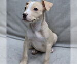 Small Chihuahua Mix