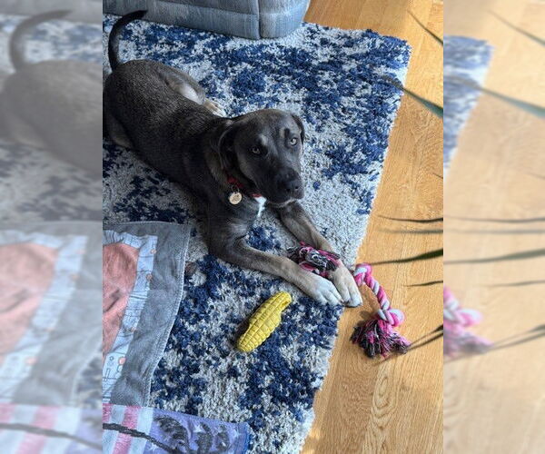 Medium Photo #8 Bulldog-German Shepherd Dog Mix Puppy For Sale in San Jose, CA, USA