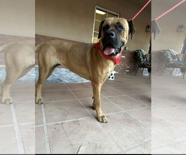 Medium Photo #2 Mastiff Puppy For Sale in Goodyear, AZ, USA