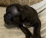 Small #14 French Bulldog