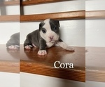 Small Photo #7 American Bully Puppy For Sale in LA VERNIA, TX, USA