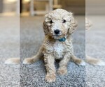 Small Photo #11 Goldendoodle Puppy For Sale in BARNESVILLE, GA, USA