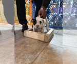 Small #2 American Bulldog