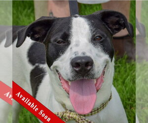 Coonhound-Unknown Mix Dogs for adoption in Huntley, IL, USA