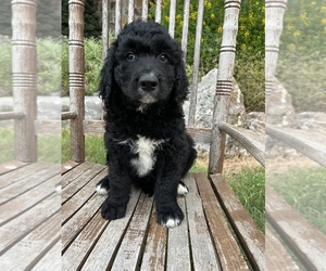 Goldendoodle Puppy for sale in MARION, TX, USA