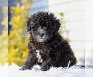 Shih Tzu-YorkiePoo Mix Puppy for sale in MYERSTOWN, PA, USA