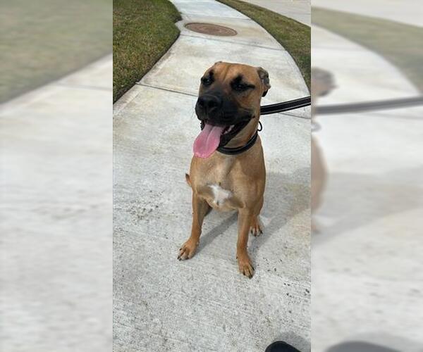 Medium Photo #1 Boxador Puppy For Sale in Houston, TX, USA