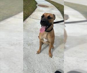 Boxador Dogs for adoption in Houston, TX, USA