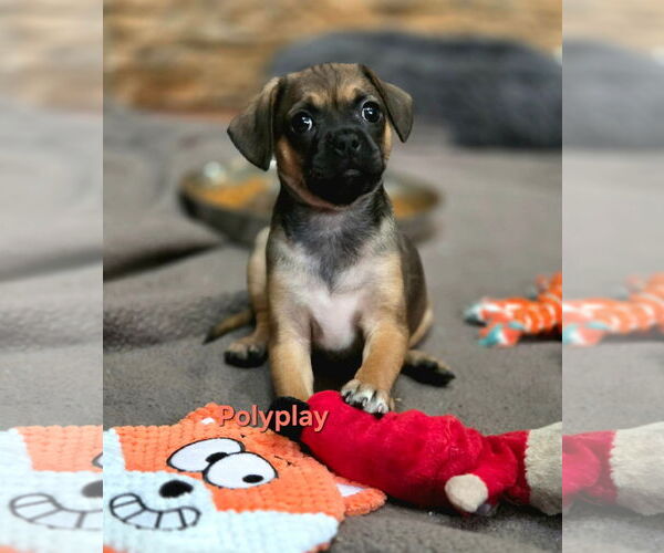 Medium Photo #1 Pug-Unknown Mix Puppy For Sale in Mission Viejo, CA, USA