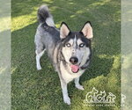 LOKI - Male Siberian Husky Dog for Adoption - Small photo
