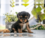 Small #2 Shorkie Tzu