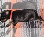 Small Photo #4 Doberman Pinscher Puppy For Sale in WHEELING, IL, USA