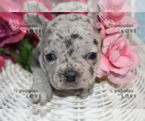 Medium Photo #7 French Bulldog Puppy For Sale in SANGER, TX, USA
