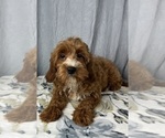 Small Photo #6 Goldendoodle (Miniature) Puppy For Sale in GREENWOOD, IN, USA