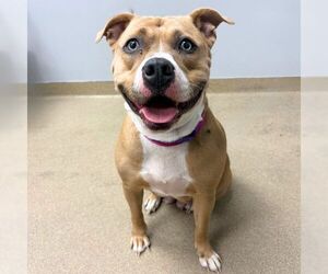 Mutt Dogs for adoption in Aurora, CO, USA