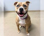 EVERLY - Female Mutt Dog for Adoption - Small photo