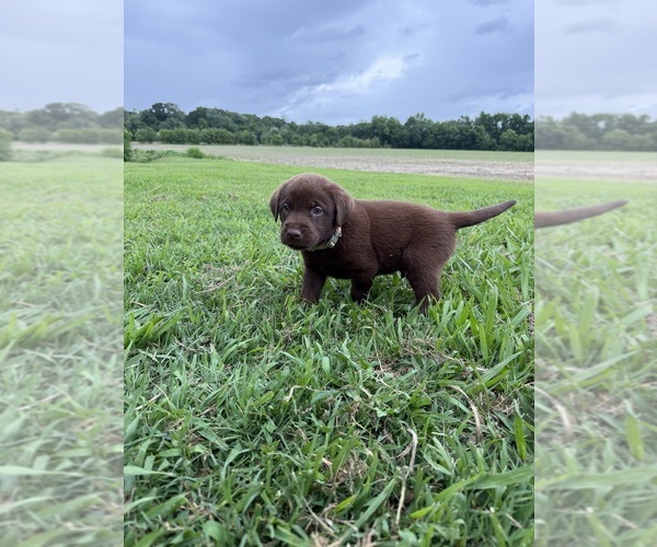 Medium Photo #2 Labrador Retriever Puppy For Sale in GREENVILLE, NC, USA