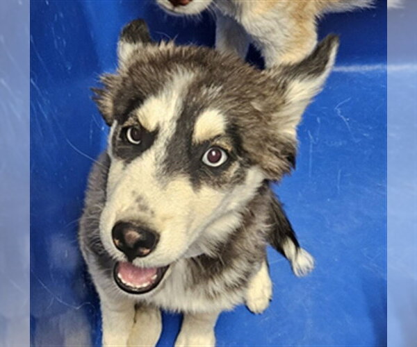 Medium Photo #1 Siberian Husky-Unknown Mix Puppy For Sale in Bakersfield, CA, USA