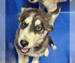 *ANNIE SUE - Female Siberian Husky-Unknown Mix Dog for Adoption - Small photo