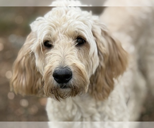 Medium Photo #1 Goldador Doodle Puppy For Sale in ESTES PARK, CO, USA