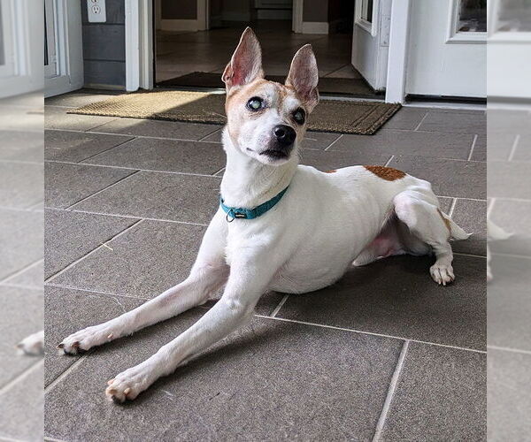 Medium Photo #3 Rat Terrier Puppy For Sale in Atlanta, GA, USA