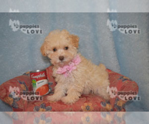 Poodle (Toy) Puppy for sale in SANGER, TX, USA