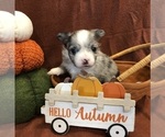 Gabe - Male Chihuahua Puppy for Sale - Photo #2