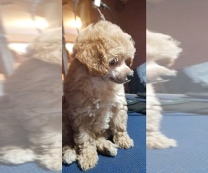 Poodle (Toy) Puppy for sale in COLONA, CO, USA